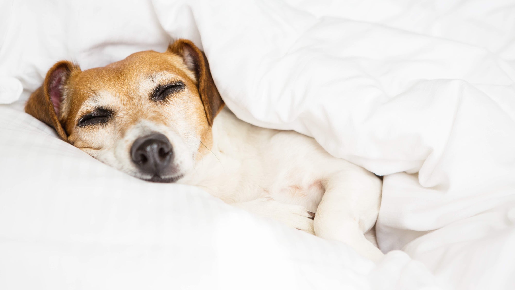 Why do dogs like to  sleep under the blankets Kona Cave Snuggle Cave Dog Bed