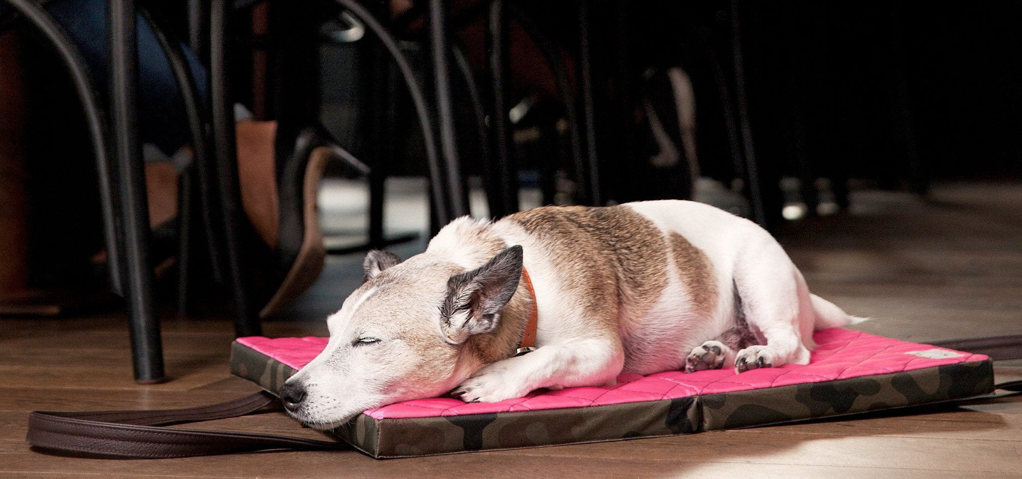 KONA CAVE® luxury travel dog bed. Portable folded dog mat with shoulder straps. Jack Russell Terrier sleeping in a restaurant on a pink dog mat.