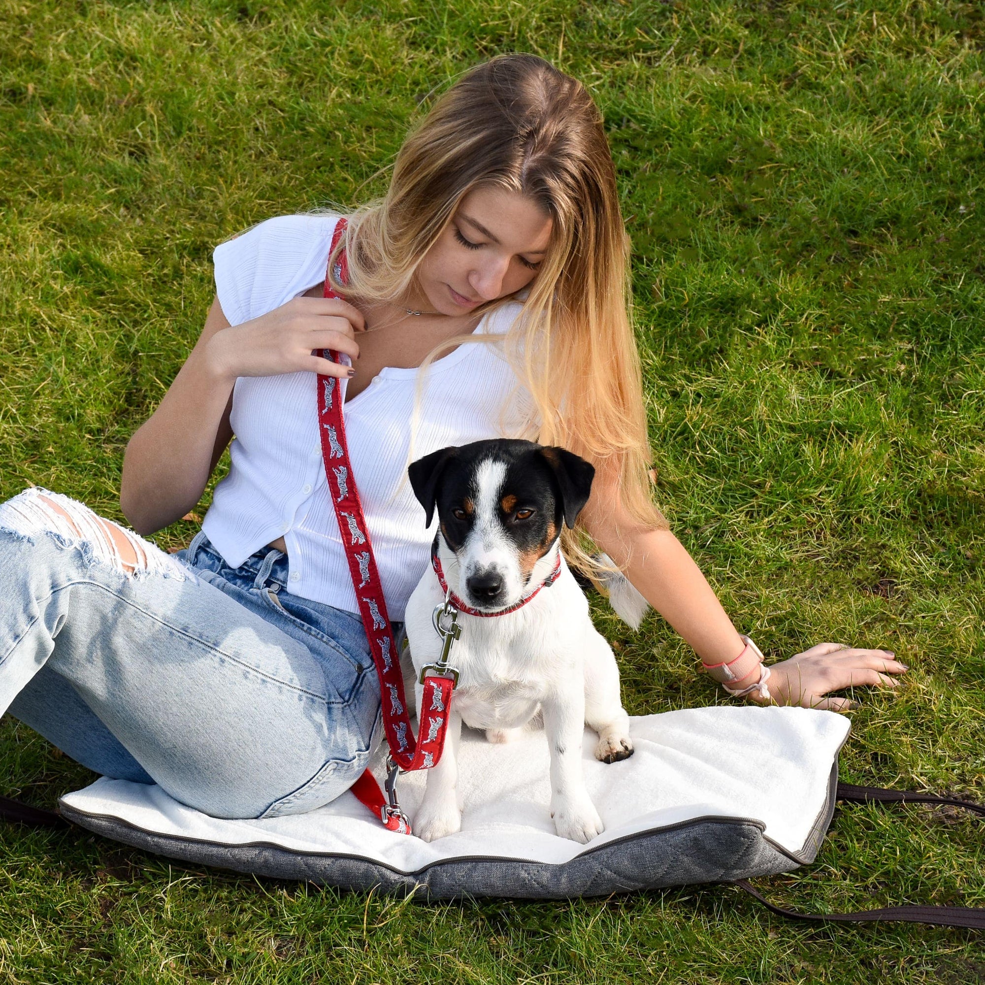 Portable dog bed. Folded, zips closed. Carried by long shoulder straps, handles. Ideal for restaurants, travel and parks. Jack Russell Terrier.