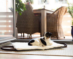 Portable dog bed mat. Folded, zips closed. Carried by long shoulder straps, handles. Ideal for restaurants. Jack Russell Terrier.
