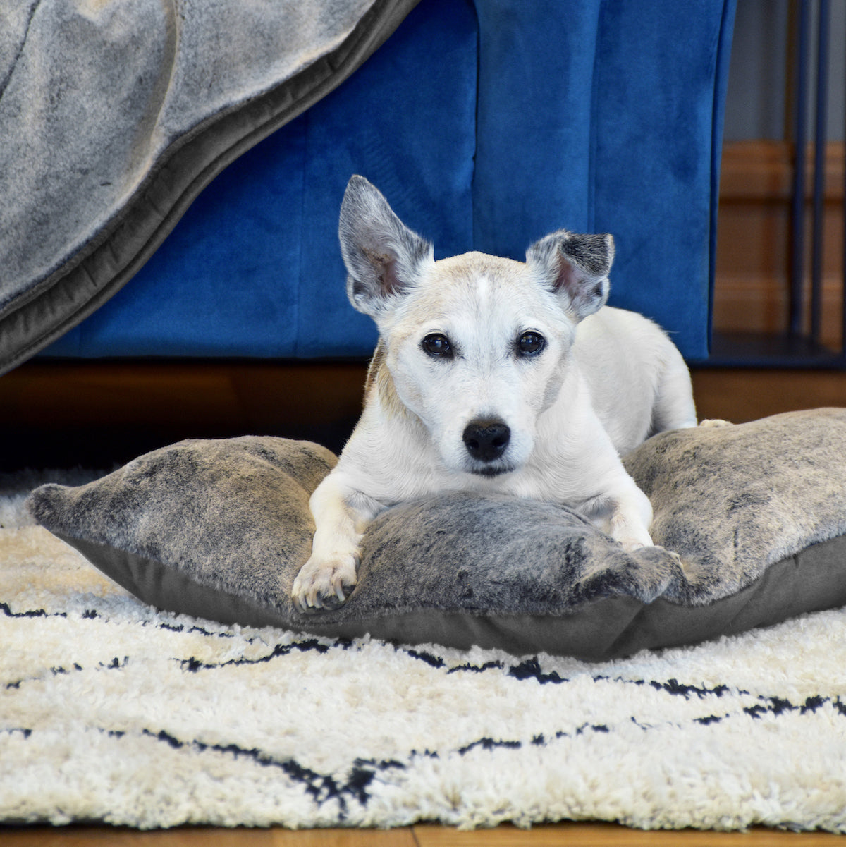 KONA CAVE® luxury faux fur and velvet dream cushion. Memory Foam Orthopedic mattress with adorable senior Jack Russell Terrier on a luxury cushion. 