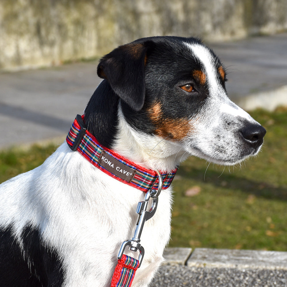 KONA CAVE® Authentic Royal Stewart Red Tartan Collar and Leash with Sliding Hook on Tri Color JRT Dog.  Adjustable nylon dog leash with authentic Royal Stewart tartan ribbon. 